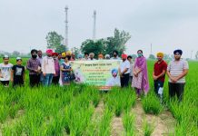 ਖੇਤੀਬਾੜੀ ਵਿਭਾਗ ਵੱਲੋਂ ਕਾਮਯਾਬ ਕਿਸਾਨ ਖੁਸ਼ਹਾਲ ਪੰਜਾਬ ਅਭਿਆਨ ਤਹਿਤ ਮਨਾਏ ਜਾ ਰਹੇ ਖੇਤ ਦਿਵਸ ਨੂੰ ਭਰਵਾਂ ਹੁੰਗਾਰਾ